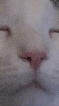 Cat Face GIFs