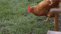 lavraienature-chicken-poule-la-vraie-nature-JO43KUv5mGSjNHI3QC