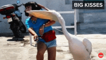 Best Friends Funny Animals GIF by BuzzFeed