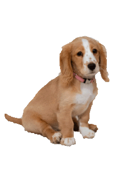 Dog Hund Sticker by jenpix