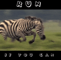 bscompetition run esports zebra bs GIF