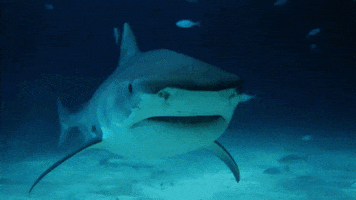 Discovery Sharks GIF by Shark Week