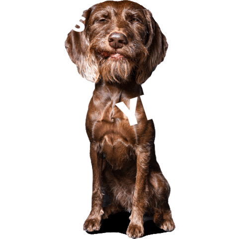 Dogs Love Sticker by helgaaamanufaktur