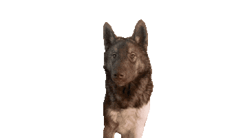 Sniffdog Sticker