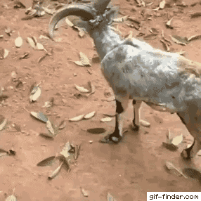 giphy.gif