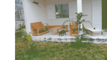 Cat GIF