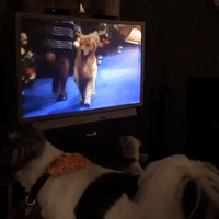 Dogs Bark at Fellow Canines Competing in National Dog Show