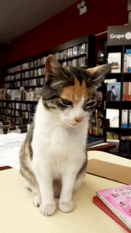 Librería El Virrey GIF