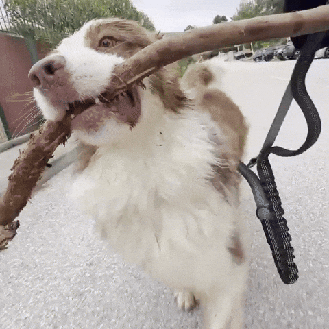 Aussie GIF