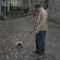 Dog Sitting GIF by All Creatures Great And Small