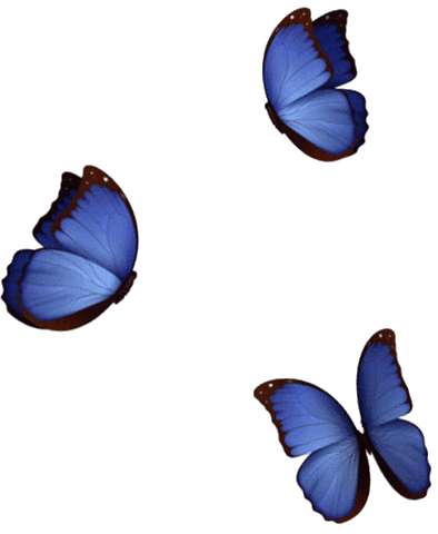 Tropical Forest Butterfly Sticker by Otago Museum