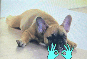 Frenchie GIF