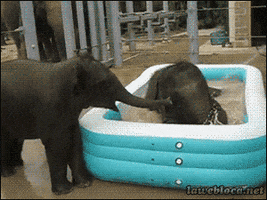 Bath Elephant GIF