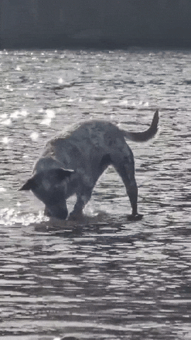 Farm Dog Blue GIF