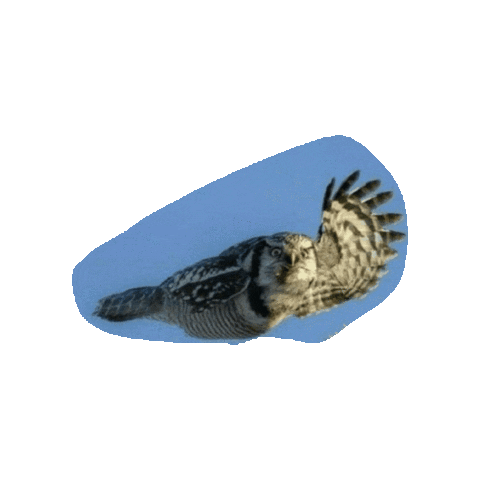 Animated Sticker