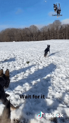 Snow Dogs GIF