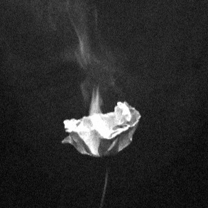 Flower GIF