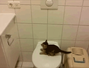 Cat Fail Falling GIF - Find & Share on GIPHY