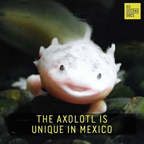 Mexico Fish GIF by 60 Second Docs