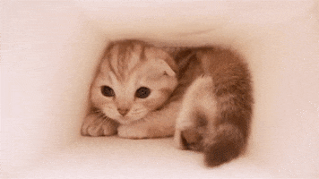 Kitten Tunnel GIF