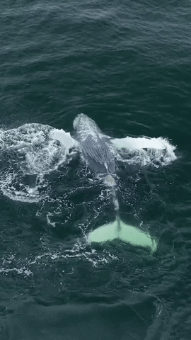 Humpback Whale Splash GIF by Storyful