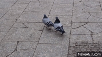 pigeon satisfying GIF