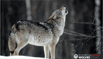 Eaw GIF