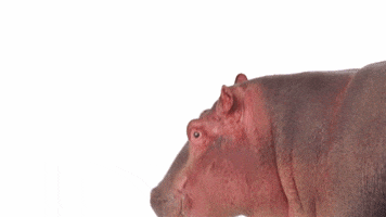 Hippo Hello GIF by TELUS