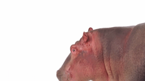 hippopotamus meme gif