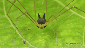 Arachnid Bunny Harvestman GIF