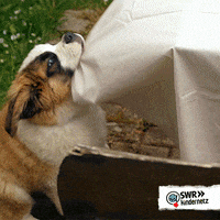 Hungry Tiere Bis Unters Dach GIF by SWR Kindernetz