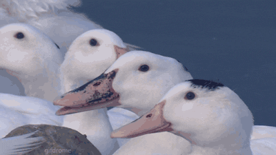 Animowany GIF