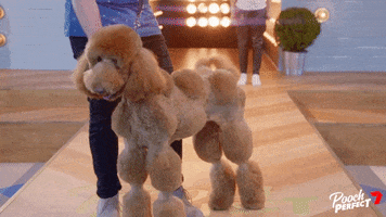 Dog Puppy GIF by Channel 7