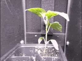 Dancing Plants GIF