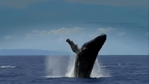 Whales GIFs - Get the best GIF on GIPHY