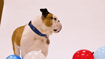louisianatech dog confused balloons bulldog GIF