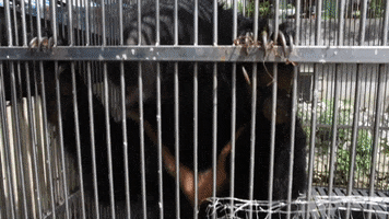 animalsasia vietnam moonbear bear in cage GIF