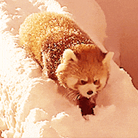 Red Panda Eating Comiendo Cute 8bits Gifs Get The Best Gif On Giphy