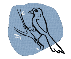 Florida Scrub Jay Sticker by Florida Wildlife Corridor Foundation