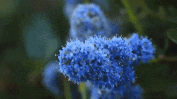 miley cyrus flowers GIF by RCA Records UK