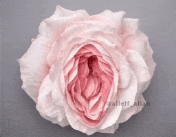 Pink Flower GIF