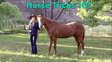 Horse Tricks GIF
