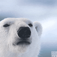 Polar Star Dormitory Gifs Get The Best Gif On Giphy