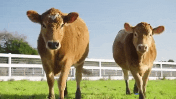Walking Cow GIF by Mercy For Animals