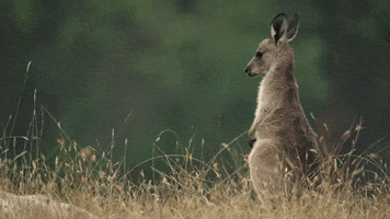 Kangaroo Mammal GIF