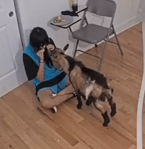 Streamer GIF