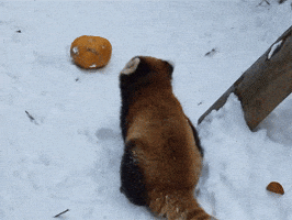Red Panda Gif Red Panda Gif