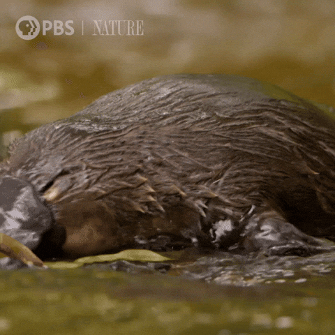 Close Up Wildlife GIF by Nature on PBS