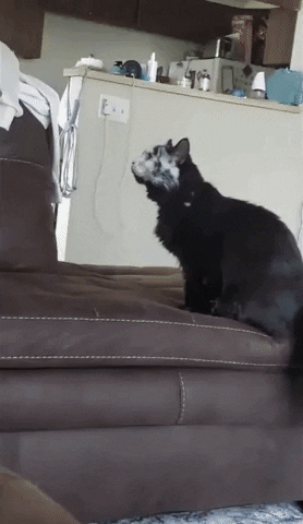Phantom Of The Opera Cats GIF by Storyful