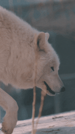 Arctic Wolf GIF by Valley Zoo Development Society